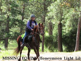MISSING EQUINE Honeymoon Light Lily, Near Prineville, OR, 97754